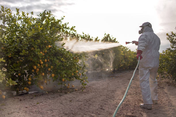 Best Local Pest Control Services  in Ringgold, GA