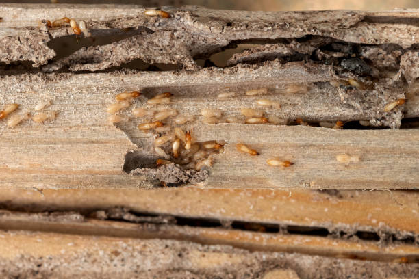 Best Bed Bug Extermination  in Ringgold, GA
